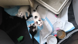 katzenbabys 