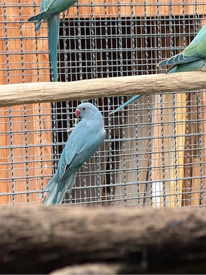 Halsbandsittiche