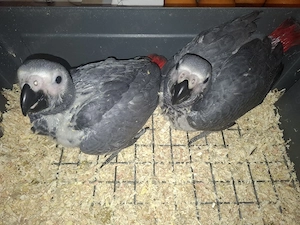 graupapageibabys zu verkaufen 