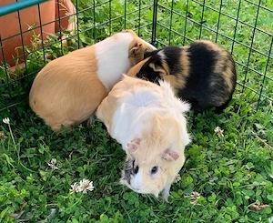 Meerschweinchen weiblich zwischen 2 und 4 Jahre