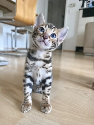 Wunderschöne Bengal-kitten 