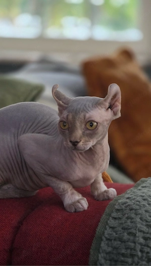 Elf Sphynx Mädchen sucht liebevolles zu Hause