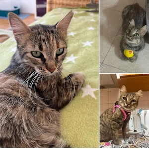 Süße Kätzchen suchen ein schönes Zuhause