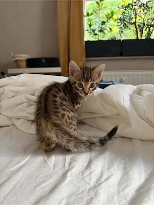     2 süße Halb-Bengal Kitten suchen liebevolles Zuhause