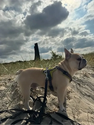 Deckrüde Französische Bulldogge