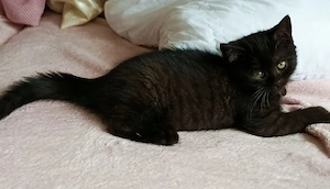 BKH Katzenbabys 