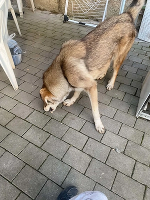Hunde Verkauf Karpaten-Schäferhund