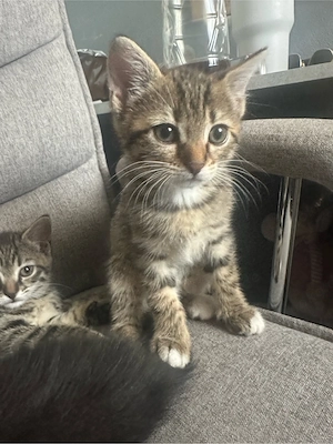 Süße Babykatzen suchen ein liebevolles Zuhause   