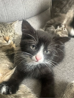 Süße Babykatzen suchen ein liebevolles Zuhause   