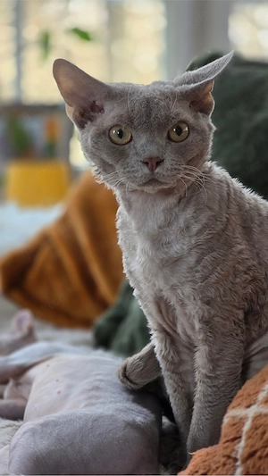 Devon Rex Kater sucht wunderschönes zu Hause