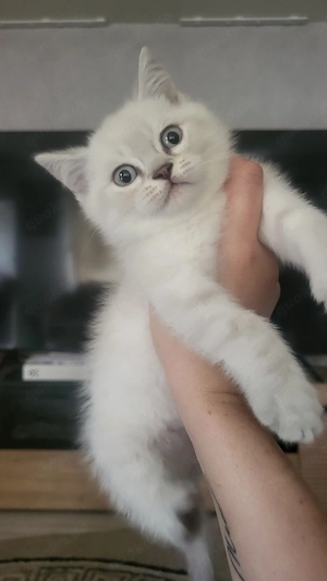 BKH Lilac Point Noch 1 Kater frei