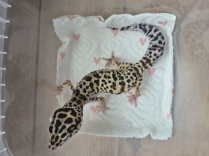 Leopardgecko Weibchen und 2 Männchen 