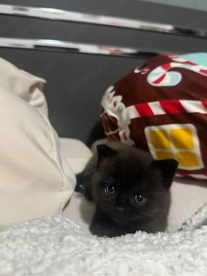 Süße Kitten suchen ein liebevolles Zuhause   
