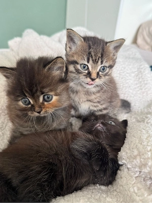 Süße Kitten suchen ein liebevolles Zuhause   