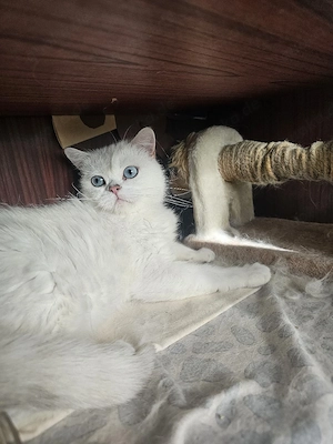 katzen langhaare 