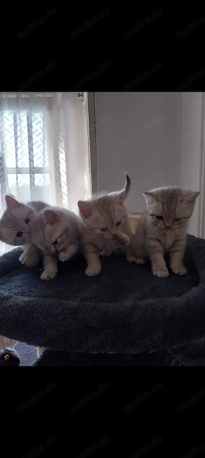 Baby-Katzen