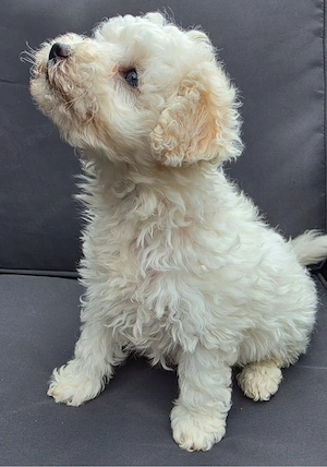 Unsere Maltipoo Mädchen 