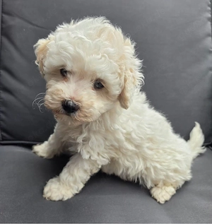 Unsere Maltipoo Mädchen 