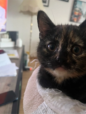 BKH Kitten 
