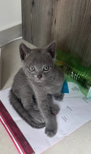 Reinrassige Russisch Blau Kitten Junge 