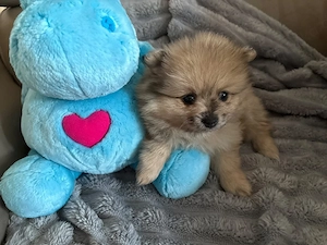 Süsse Pomeranian Zwerge 