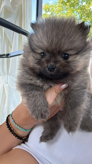 2 Süsse Pomeranian Zwerge Weibchen  Bild 6