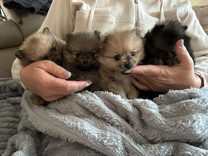 2 Süsse Pomeranian Zwerge Weibchen  Bild 5