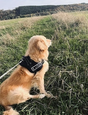 Liebevolle Hundebetreuung in Malborn & Umgebung 