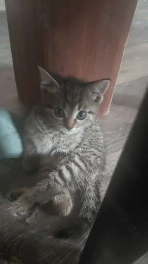 Katzenkitten verkaufen