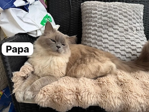princesspascha