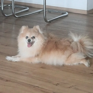 2 Süsse Pomeranian Zwerge Weibchen  Bild 7