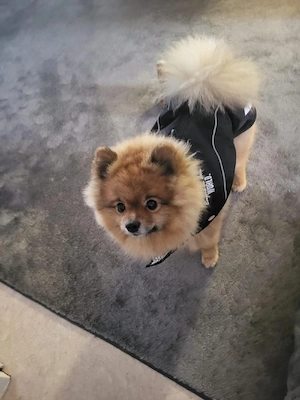2 Süsse Pomeranian Zwerge Weibchen  Bild 8