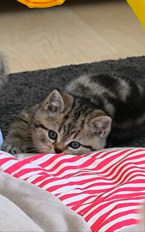 BKH - Katzenbabys männlich 