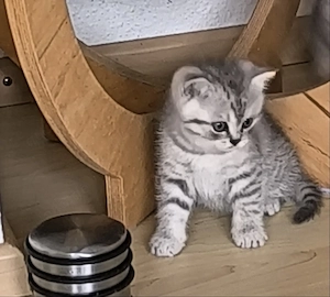 Süße BKH Kitten abgabebereit 