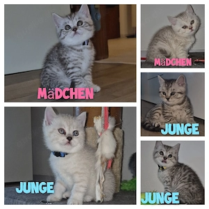 BKH Babys Kitten dürfen bald ausziehen 