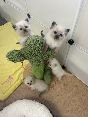   Wunderschöne Heilige Birma Kitten   