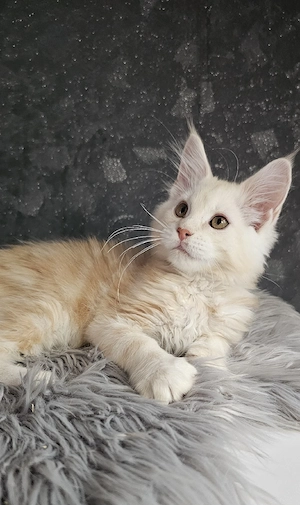 Maine Coon Kater 
