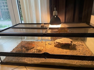 2 Geckos, mit Terrarium und Zubehör komplett zu verkaufen 