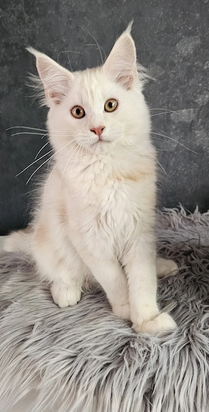Maine Coon Kater mit Stammbaum 