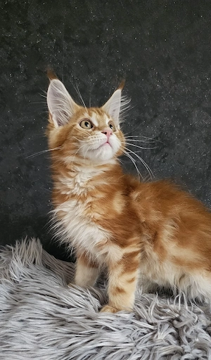Maine Coon Kater mit Stammbaum 