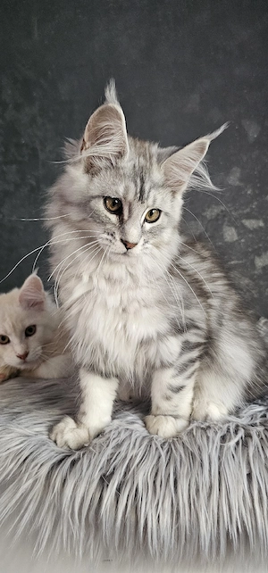 Maine Coon Katze mit Stammbaum 