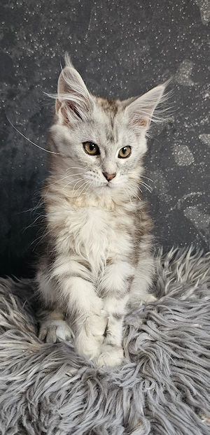 Maine Coon Katze mit Stammbaum 