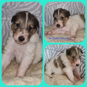 Zwei wunderschöne weiße Collie Welpen Rüden mit Ahnentafel
