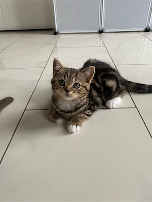 BKH Kitten