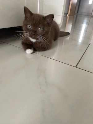 BKH Kitten