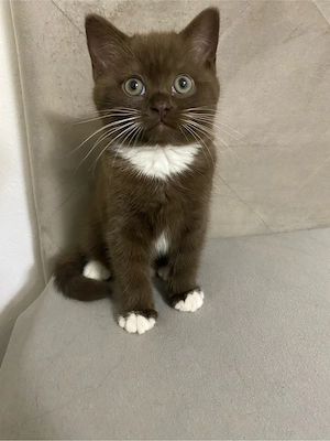 BKH Kitten