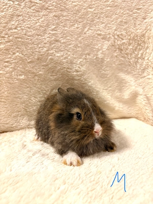 Zwergkaninchen Babys Farbenzwerge Minilop 