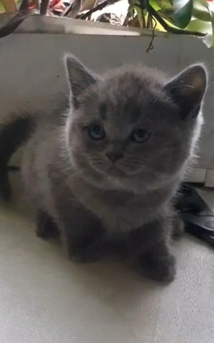 Reinrassige BKH-Babykatzen 