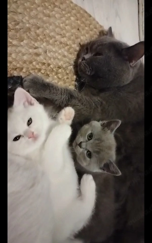 Reinrassige BKH-Babykatzen 