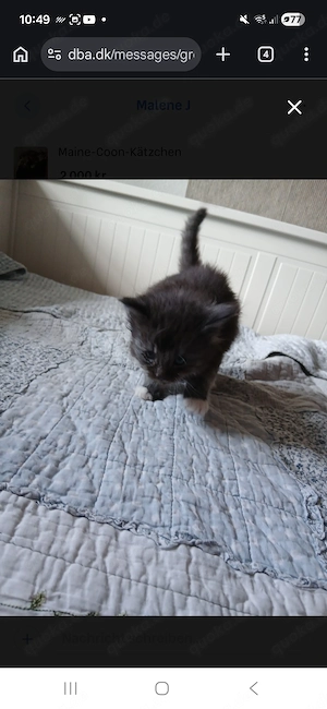 Maincoon kitten silber grau